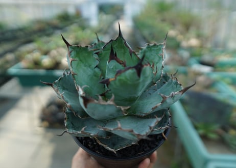 アガベ　チタノタ　 ブラックアンドブルー 　Agave titanota black and blue　No.8