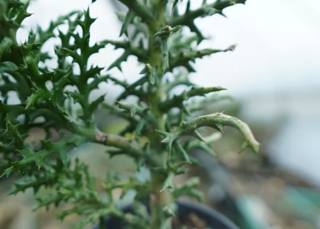 ユーフォルビア　ステノクラーダ錦　Euphorbia Stenoclada
