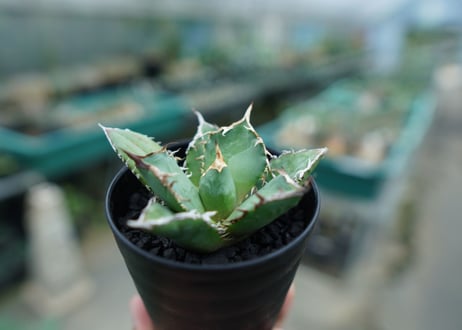 アガベ　チタノタ　白鯨　Agave titanota White whale　No.2