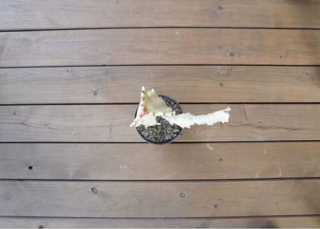 ユーフォルビア ホワイトゴースト Euphorbia lactea White Ghost