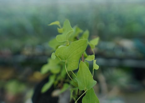 ディオスコレア　シルバティカ　Dioscorea sylvatica No.2