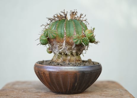 Euphorbia valida
