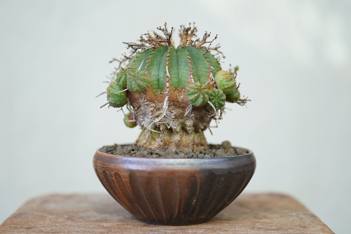 valiem L＆ユーフォルビアリグノーサ valiem L＆ユーフォルビアリグノーサ 【公式通販】