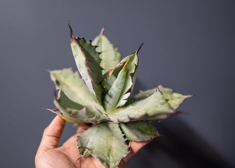 Agave titanota Agave B&B No.3