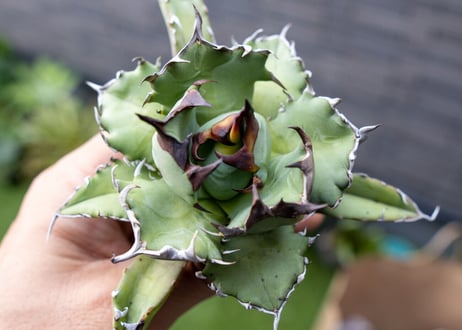 Agave titanota dwarf 姫厳龍NO.2   (G)
