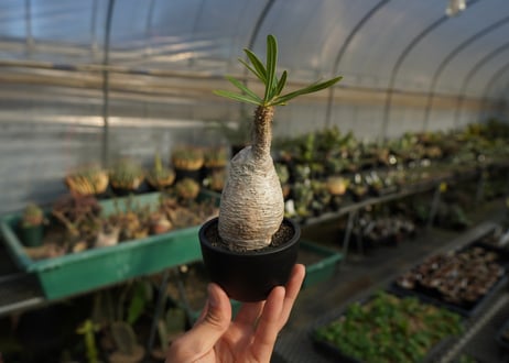 パキポディウム　グラキリス　 Pachypodium Gracilius  No.1