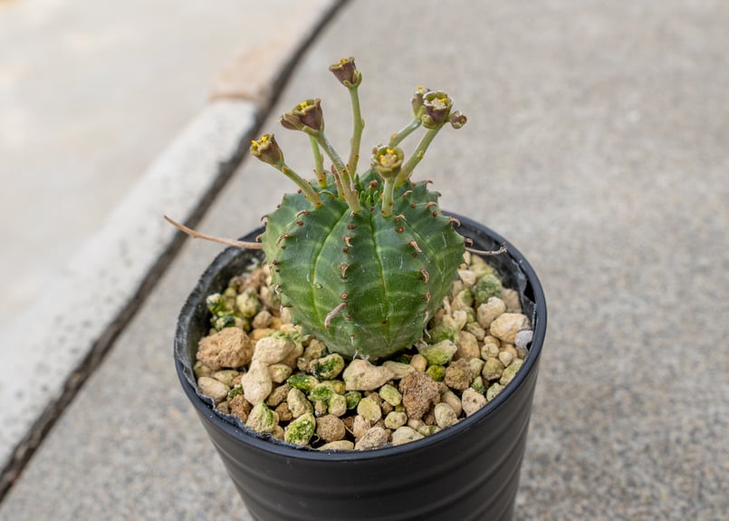 ユーフォルビア　バリダ　特選　オスメスセット ユーフォルビア バリダ オスメスセット - メルカリ