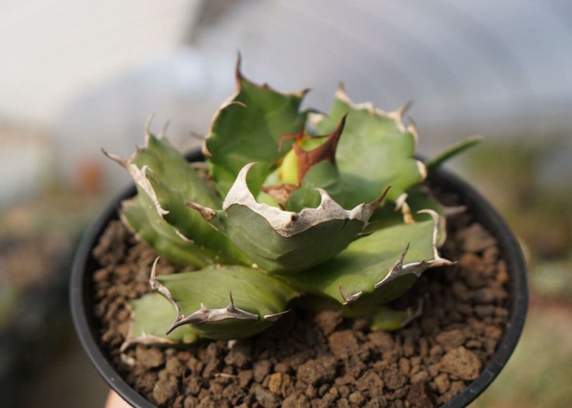 当店の記念日 アガベ チタノタ 姫厳龍 植物/観葉植物 - www