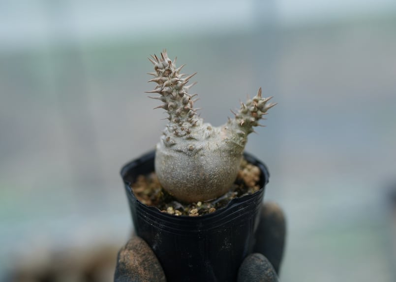 パキポディウム ウィンゾリー 沖縄実生 No.5 [2026/02/12] | mana's