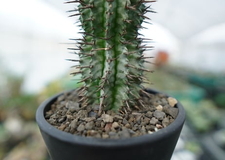 ユーフォルビア　ゼブラホリダ　Euphorbia horrida var. zebrina