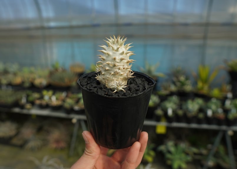 パキポディウム デンシフローラム Pachypodium densiflorum | mana