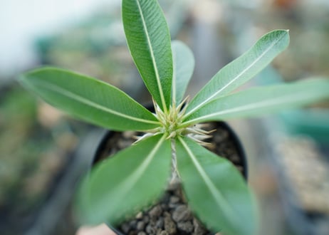 パキポディウム　デンシフローラム Pachypodium densiflorum