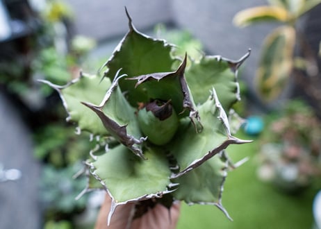 Agave titanota FO-76 B NO.2