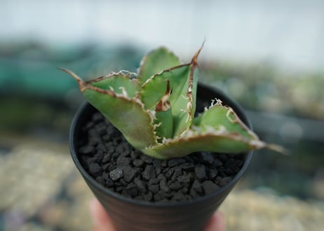 アガベ　チタノタ　白鯨　Agave titanota White whale　No.4