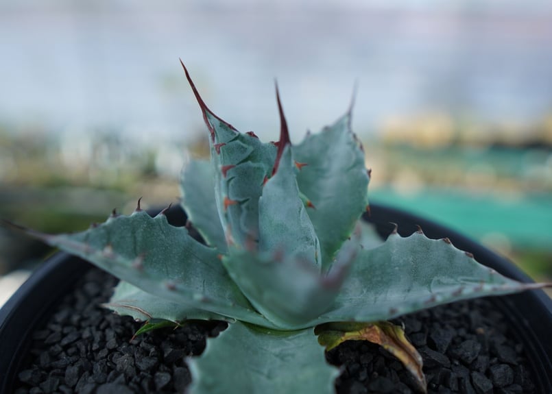 アガベ　パラサナ　トライアンファント　中株　子株付き　グローブ アガベ パラサナ トライアンファント 中株 子株付き グローブ