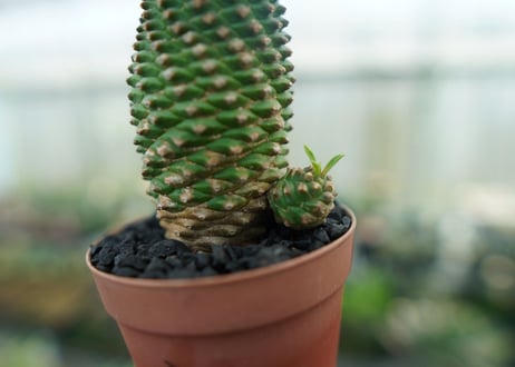 ユーフォルビア　ソテツキリン "パイナップルコーン"　Euphorbia sotetsukirin  No.4