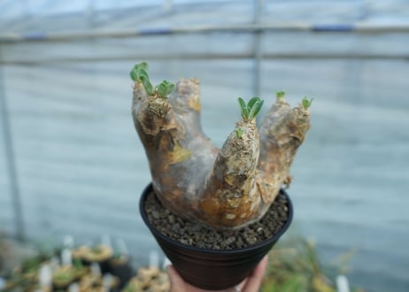 パキポディウム　エブレネウム　Pachypodium eburneum　No.1