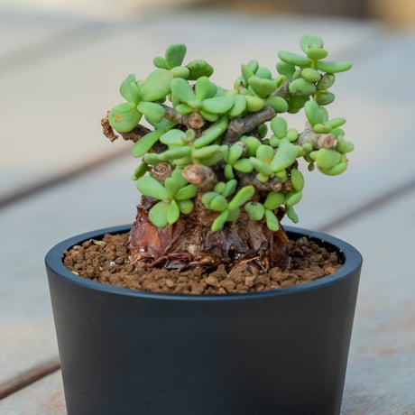 cerariapygmaea | STORES