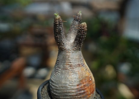 【未発根】パキポディウム　グラキリス　 Pachypodium Gracilius  No.10