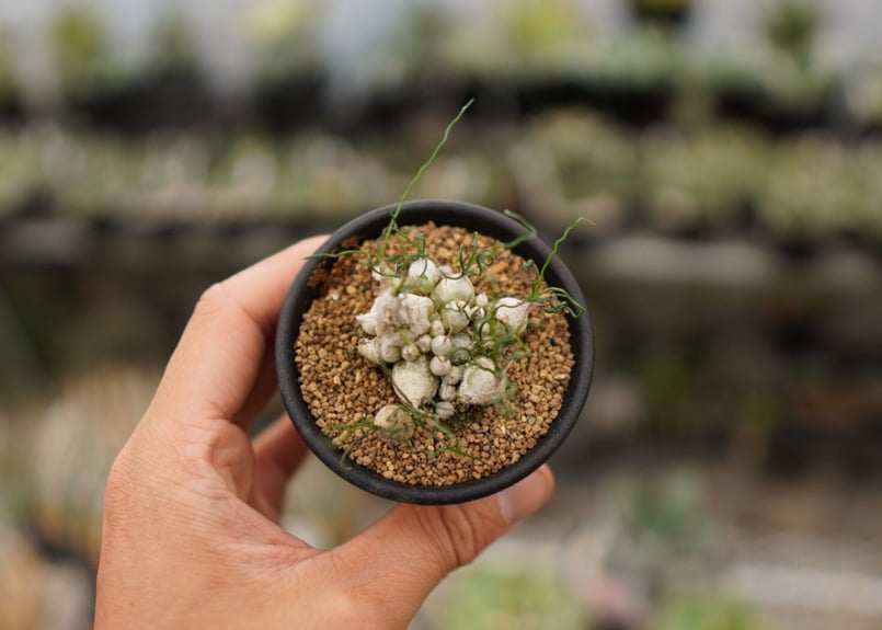 オーニソガラム トルツオスム NO.1 | mana's farm:塊根植物・アガベ