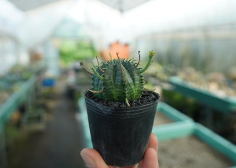 ユーフォルビア　スーパーバリダ　Euphorbia super valida  No.6