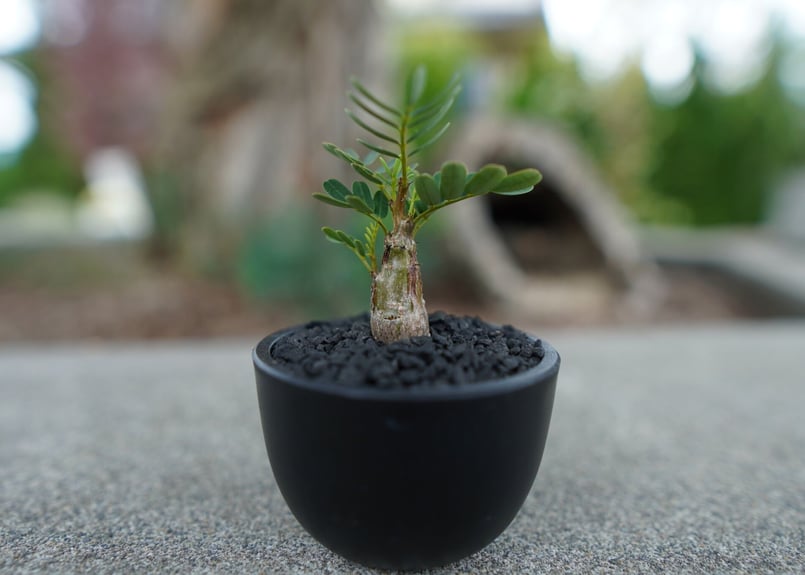 Senna Meridionalis　実生 Senna meridionalis【センナ・メリディオナリス・実生