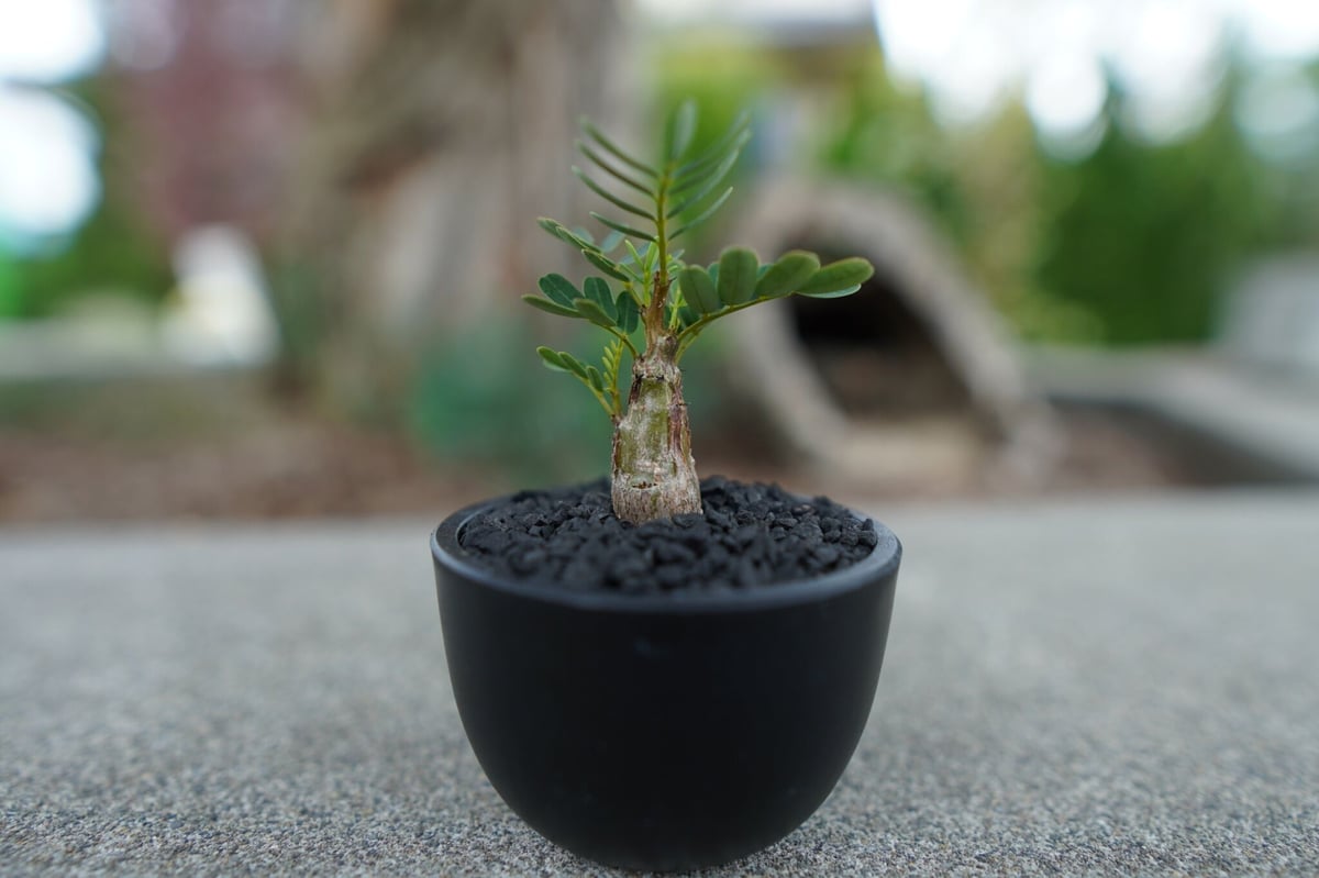 最終価格】センナ メリディオナリス 現地球 美株 良型 センナ メリ