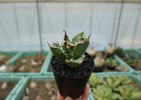 アガベ　チタノタ　白火焔　agave titanota white fire