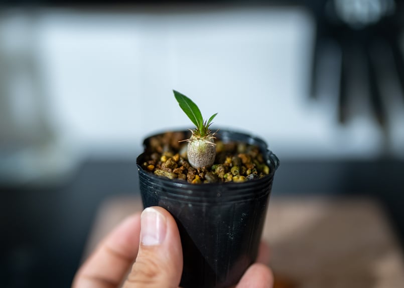 パキポディウム　実生　マカイエンセ　花芽付き 5年目マカイエンセ🌱 5年もたったのか！と思うけど今年も元気