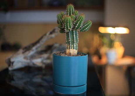 ユーフォルビア　 大正キリン  Euphorbia echinus