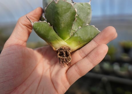 agave titanota ブラック＆ブルー　No.6
