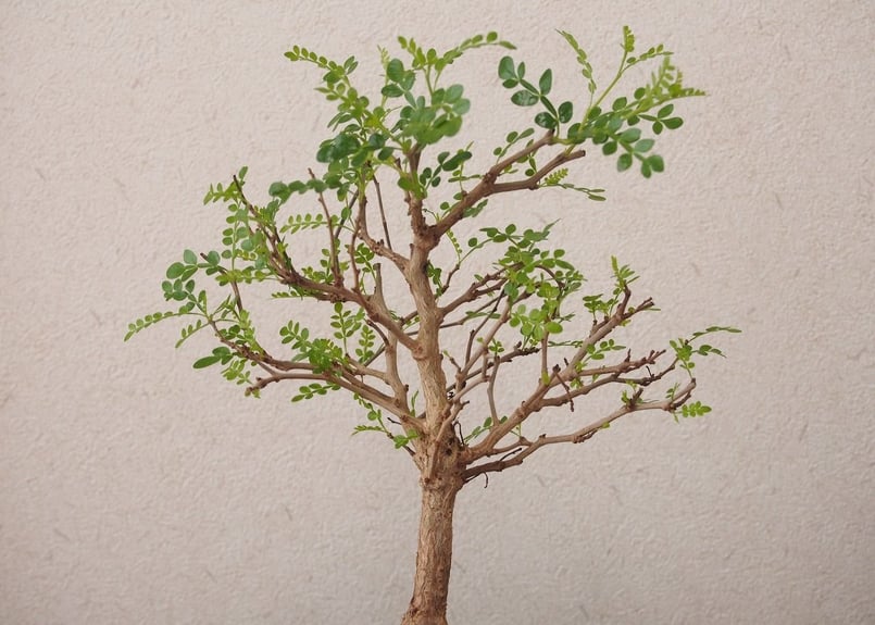 Operculicarya decaryi オペルクリカリア・デカリー no.3 | mana