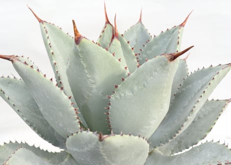Agave pygmaea Dragon Toes