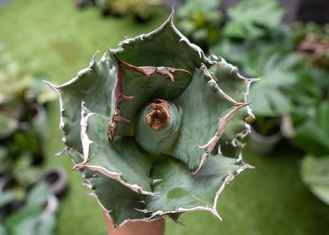 Agave White flame B 白火焔  NO.4