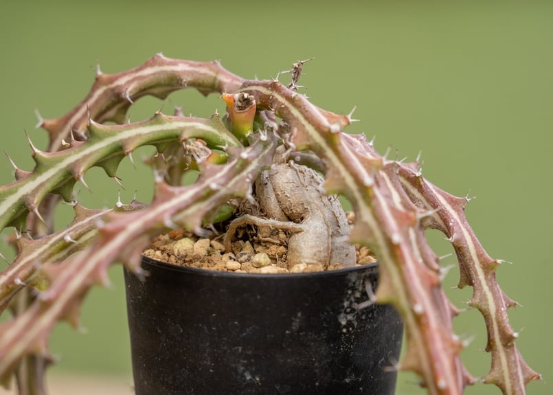 ユーフォルビア クンチー | mana's farm:塊根植物・アガベ・ドライ