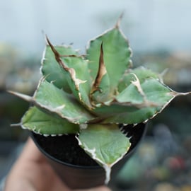 希少品種から普及種まで様々なアガベをアップします。 | mana's farm