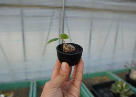 シンニンギア 上海の女王　Sinningia tubiflora