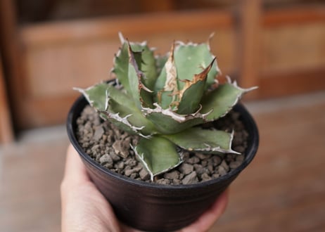 Agave titanota FO-76 A NO.1
