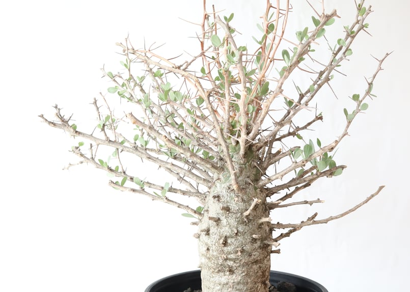 フォークイエリア コルムナリス 観峰玉 | mana's farm:塊根植物 フォークイエリア コルムナリス 観峰玉 | mana's farm:塊根植物