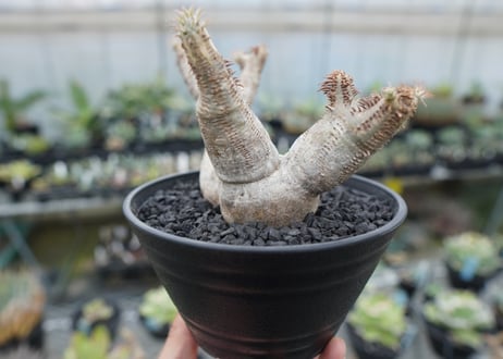 パキポディウム マカイエンセ　Pachypodium makayense　No.6