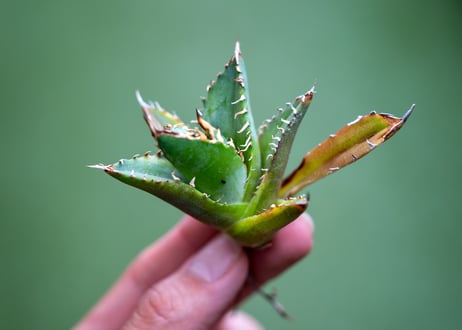 アガベ　チタノタ　黄覆輪　カキコ株