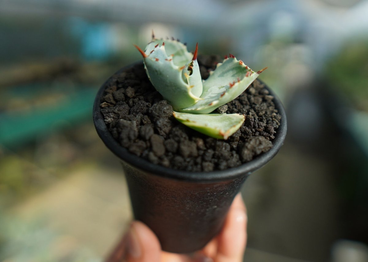 アガベ 兜蟹錦 Agave isthmensis “Kabutogani” variegata