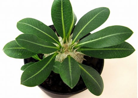 Pachypodium brevicaule　パキポディウム 　恵比寿笑い(白花)