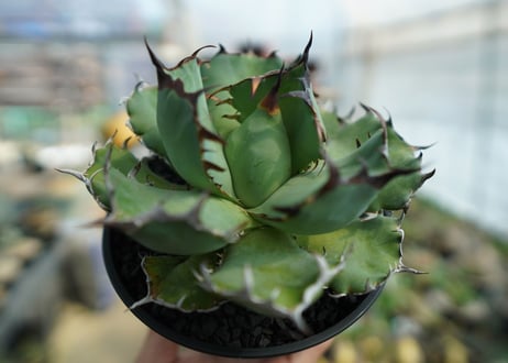 アガベ　チタノタ　黒鯨　Agave titanota black whales　No.1