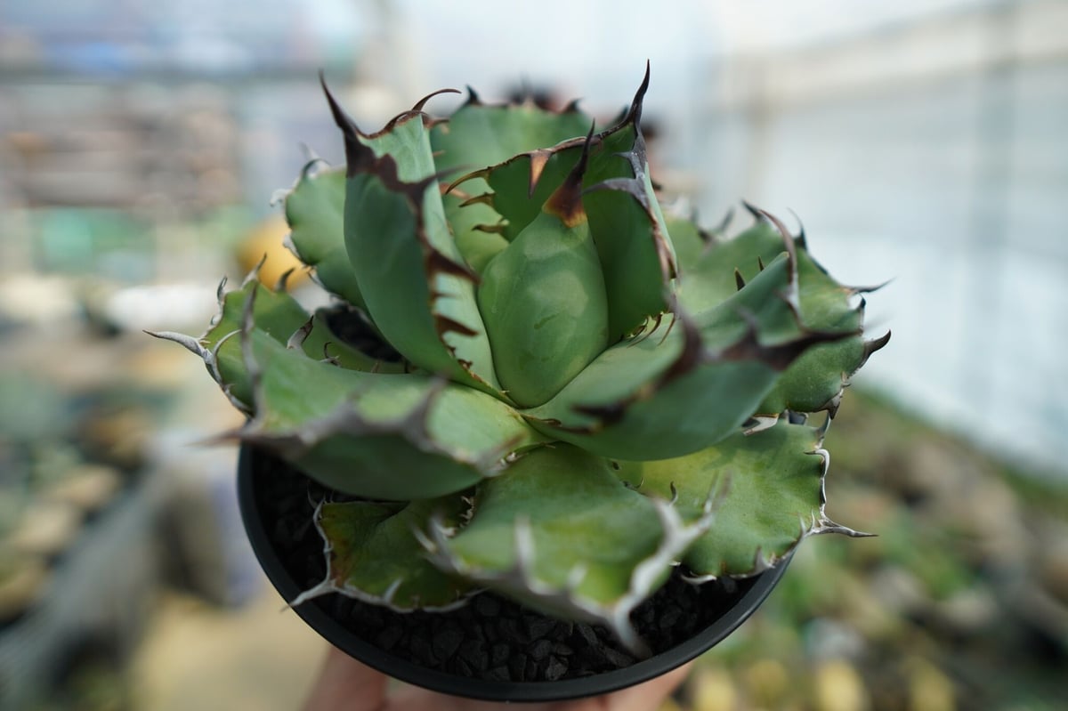 アガベ　チタノタ 黒鯨 抜き苗発送 アガベ チタノタ 黒鯨 抜き苗発送 アガベ チタノタ 黒鯨 抜き苗発送