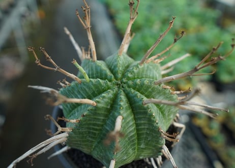 ユーフォルビア　スーパーバリダ　Euphorbia super valida  No.3