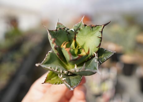 agave titanota FO-76  No.13