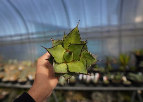 ×agave titanota 剣竜　No.6