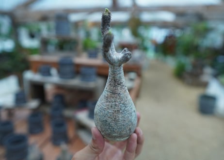 【抜き苗】パキポディウム　グラキリス　 Pachypodium Gracilius  No.8