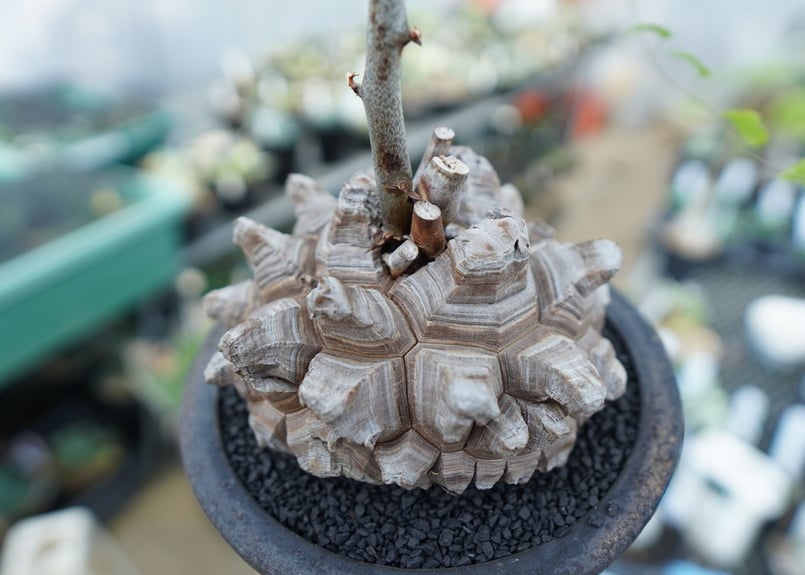 亀甲竜 Dioscorea Elephantipes | mana's farm:塊根植物・ア